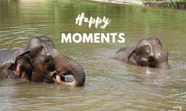 Yok Don Elephants Happy moments